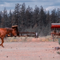 Ol' Red